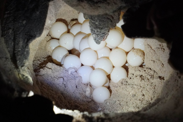 2D1N BAMBOO LAGOON – BAY CANH ISLAND – WATCH SEA TURTLE LAYING EGGS - photo 6